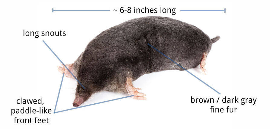QF-mole-anatomy-1